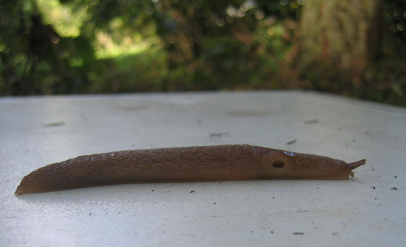 Limax montanus da Sopramonte (TN)